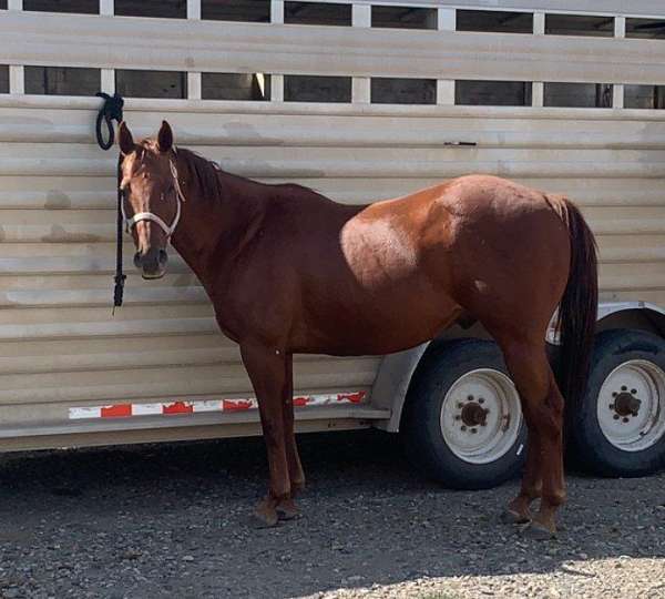 all-around-quarter-horse