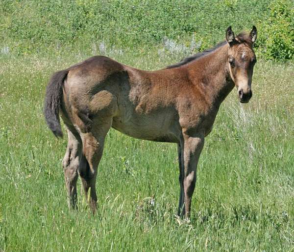 barrel-racing-quarter-horse