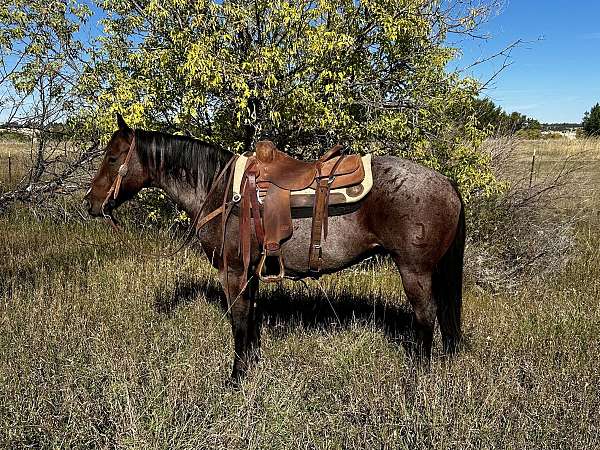 all-around-quarter-horse