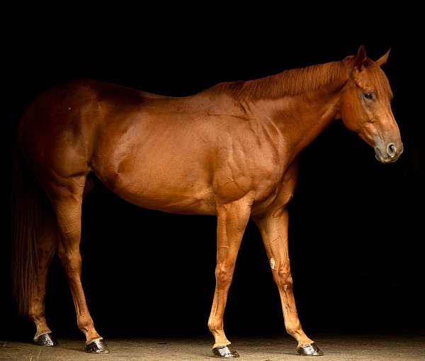 equitation-thoroughbred-horse