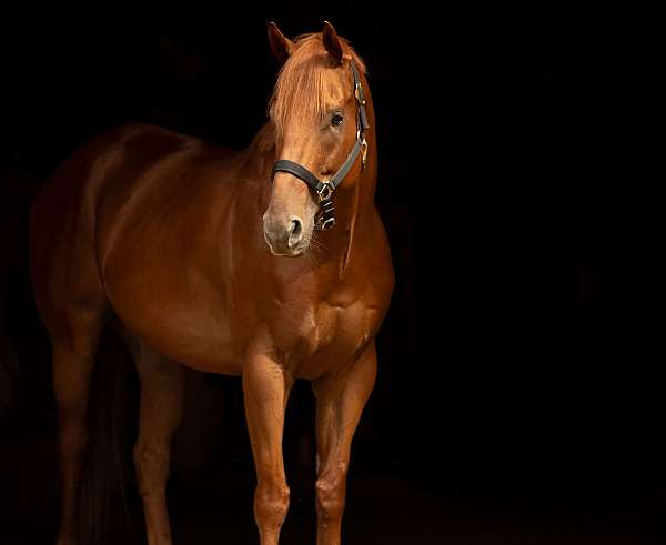 bareback-thoroughbred-horse