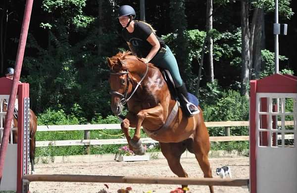 beach-thoroughbred-horse