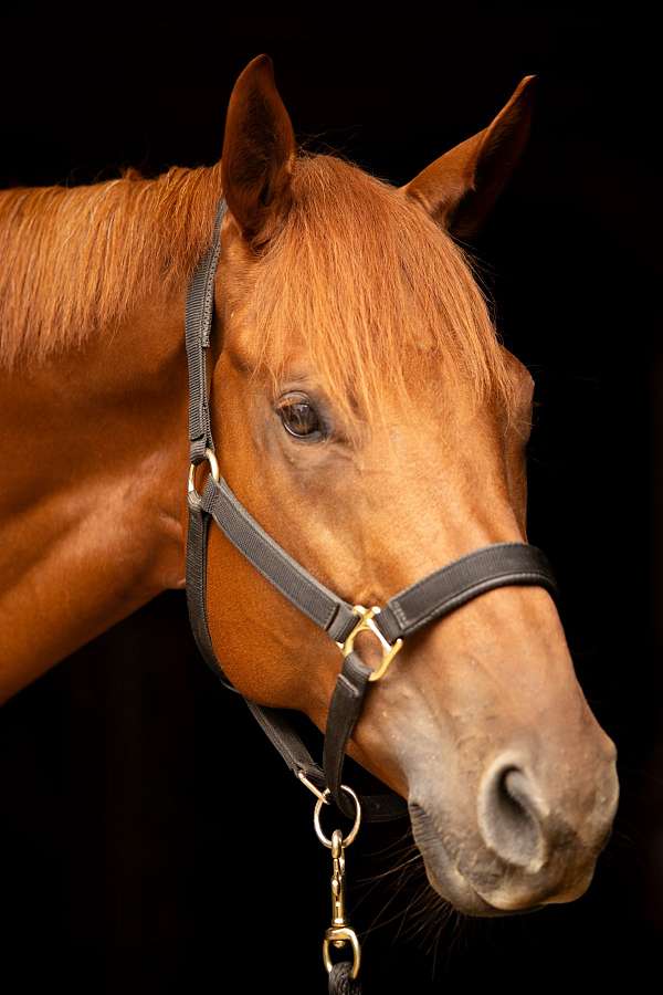 bug-thoroughbred-horse