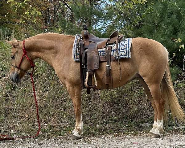 quarter-horse-mare