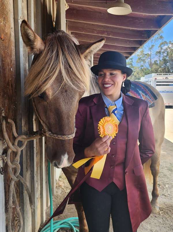 gaited-rocky-mountain-horse