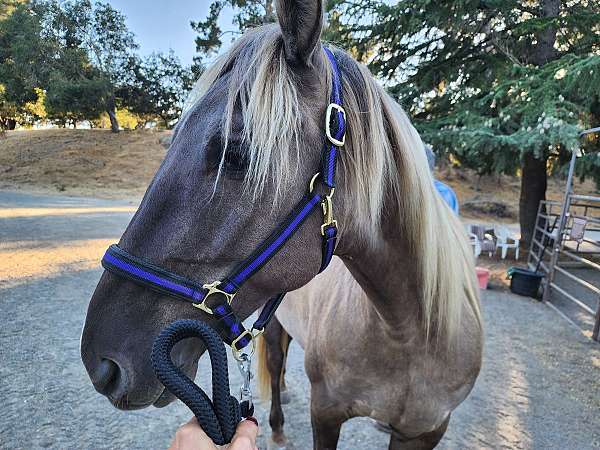 husband-safe-rocky-mountain-horse