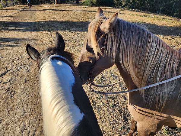 arena-rocky-mountain-horse