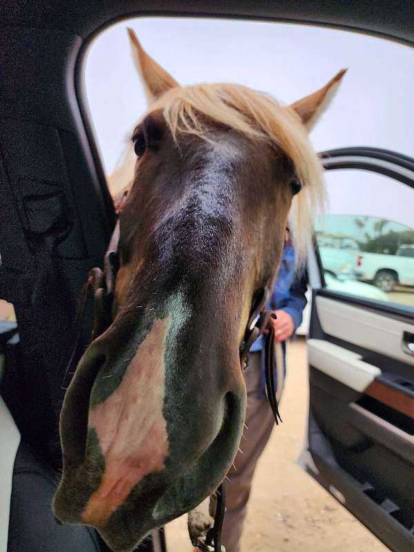 cantering-rocky-mountain-horse