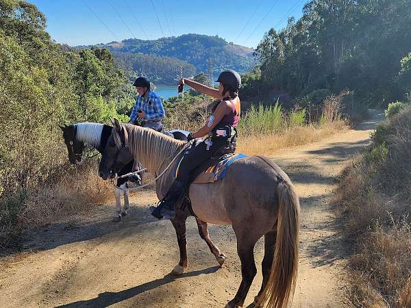 dogs-rocky-mountain-horse