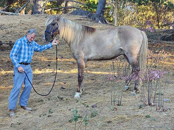 etc-rocky-mountain-horse