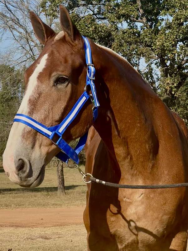 beginner-belgian-horse