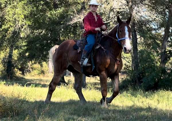 adult-belgian-horse