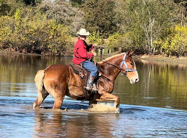 amish-trained-belgian-horse