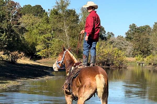 boys-belgian-horse