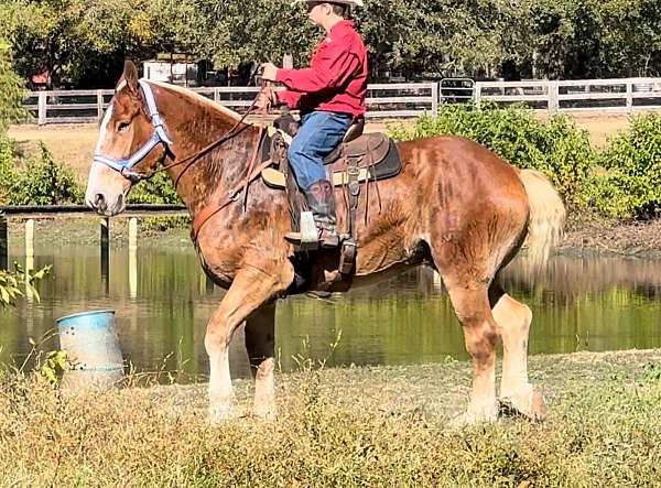 break-belgian-horse