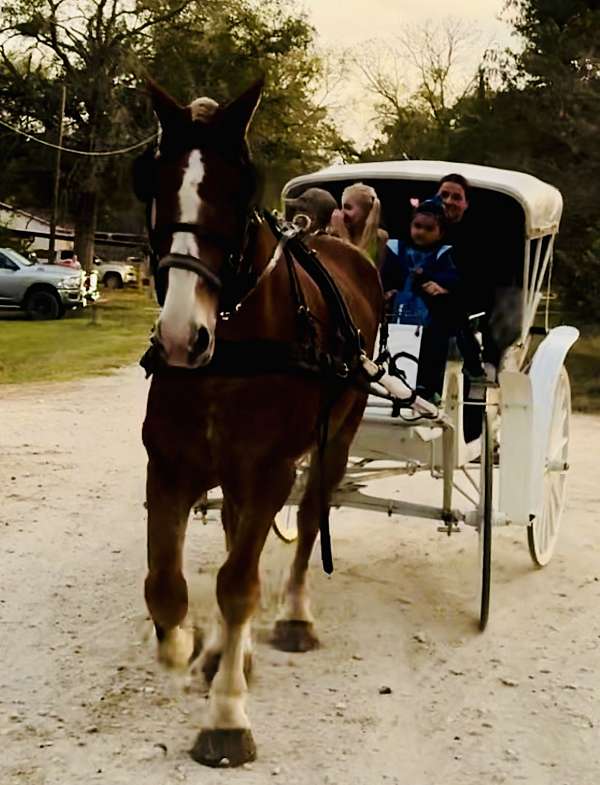 bred-draft-horse