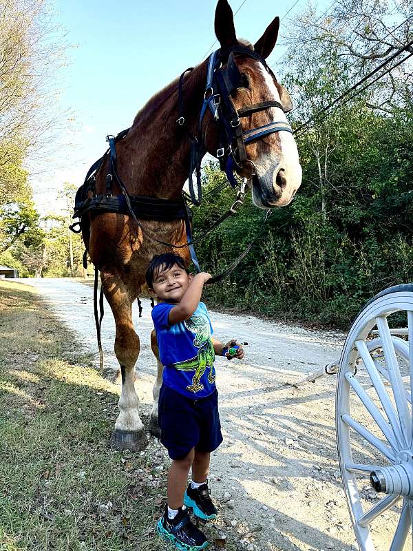 driving-gelding-draft-horse