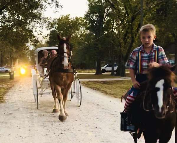 for-beginner-draft-horse