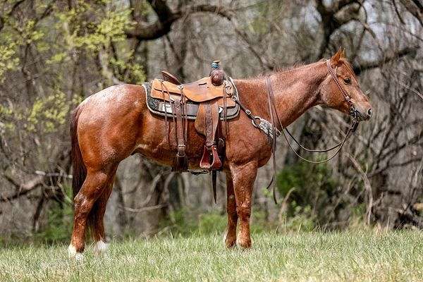 all-around-quarter-horse