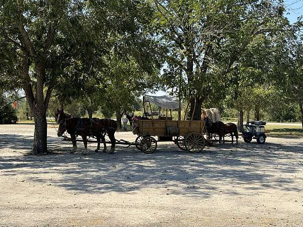 beginner-school-belgian-percheron-horse