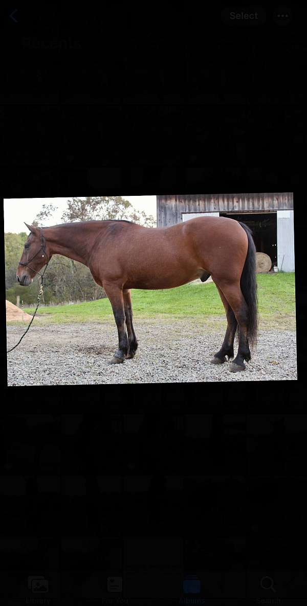 all-around-friesian-horse