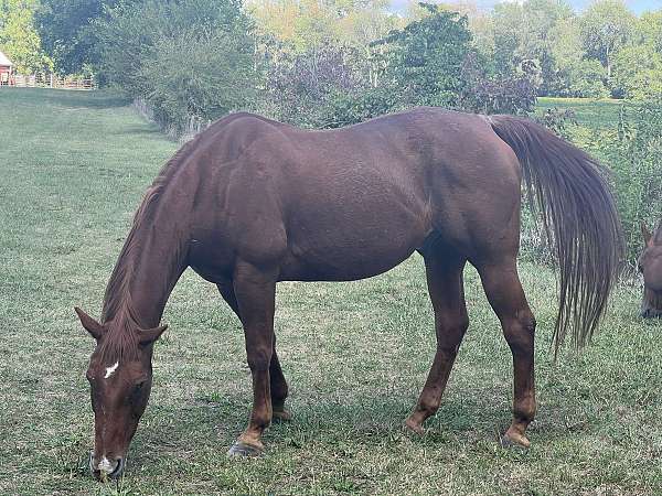 quarter-horse-gelding