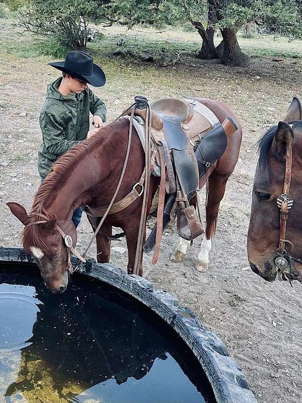 all-around-quarter-horse