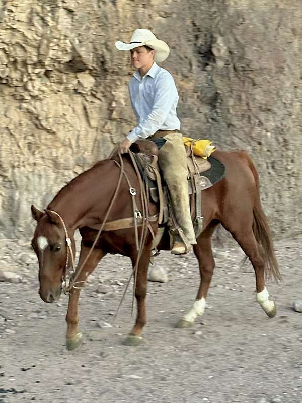 ranch-work-quarter-horse