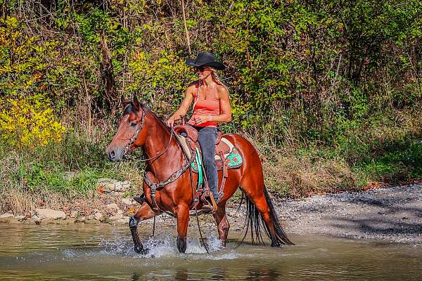 all-around-quarter-horse