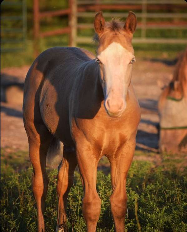 champagne-apha-aqha-horse