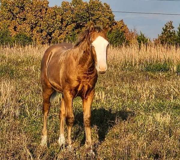 color-genetics-colt