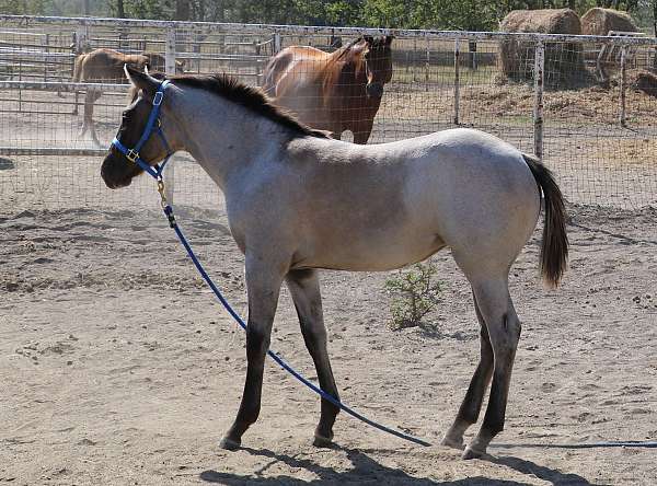 honor-roll-nrcha-sire-quarter-horse