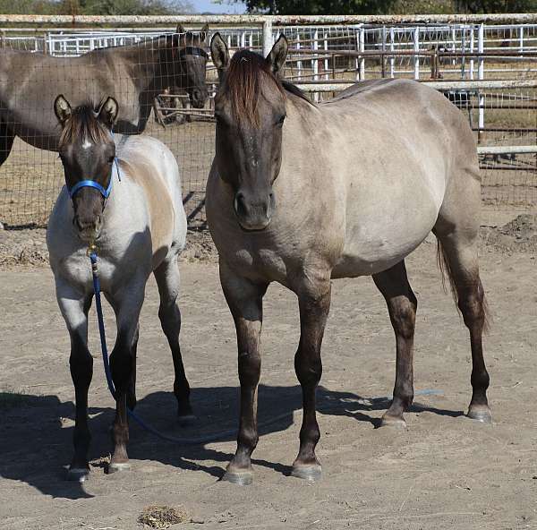 honor-roll-nrcha-sire-horse