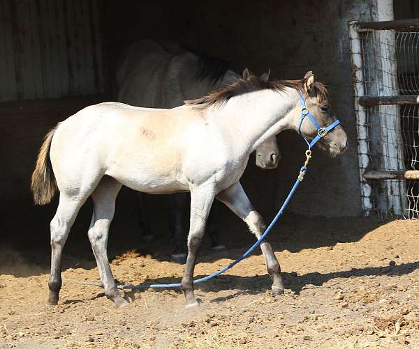 honor-roll-nrcha-sire-filly