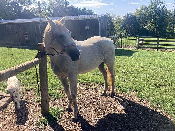 quarter-horse-mare