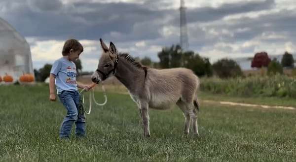 halter-donkey-pony