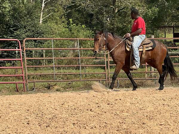 prospect-project-green-broke-mustang-mississippi-horse