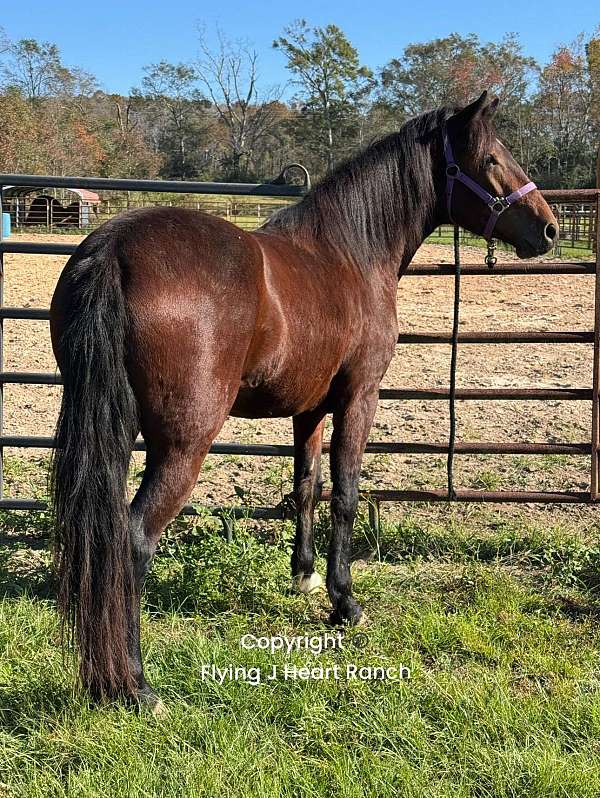 prospect-project-green-broke-mustang-mississippi-horse