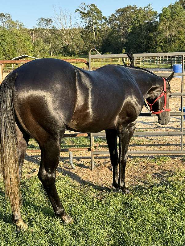 prospect-stallion-quarter-horse