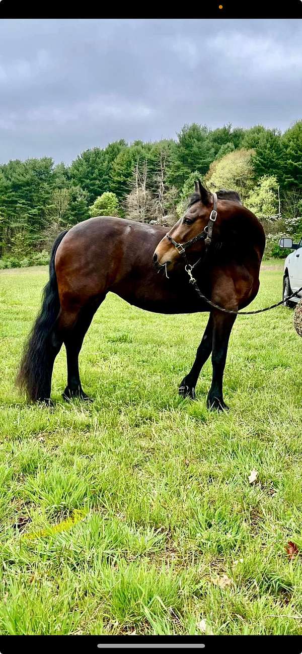 all-around-friesian-horse