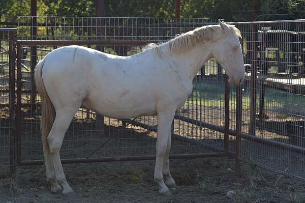 grey-perlino-show-horse