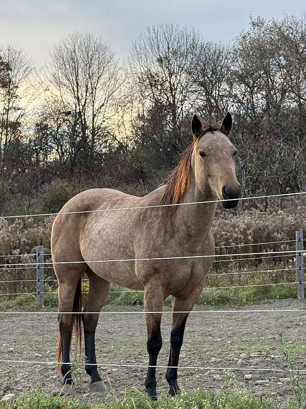 athletic-quarter-horse