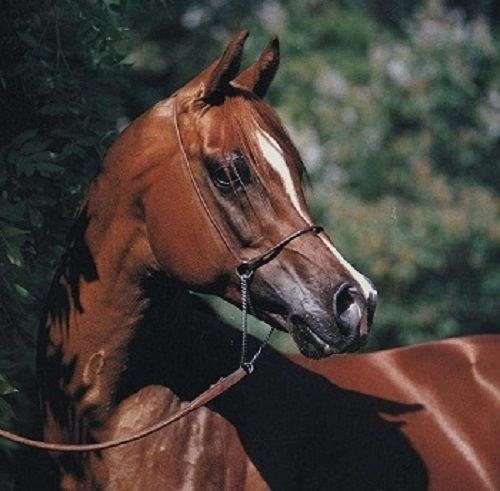 halter-performance-half-arabian-horse