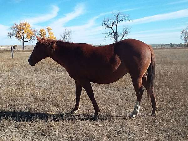 star-strip-snip-left-hind-stocking-horse