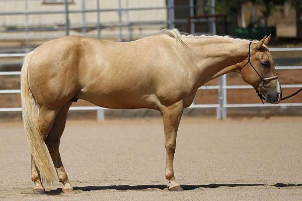 blonde-gelding