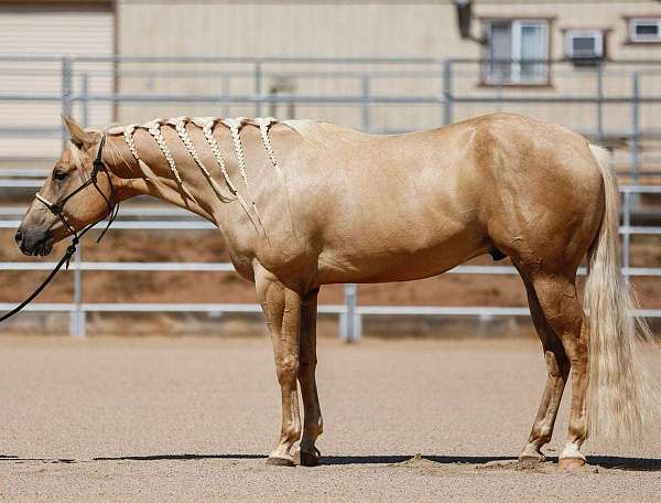 blonde-mane-tail-gelding