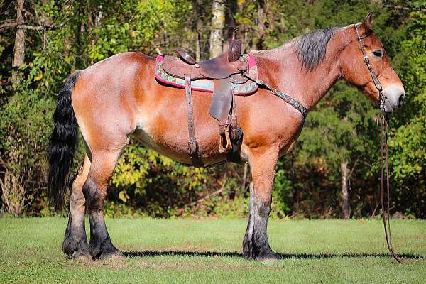 all-around-draft-horse