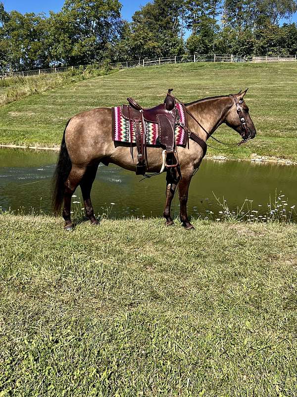 grulla-quarter-horse