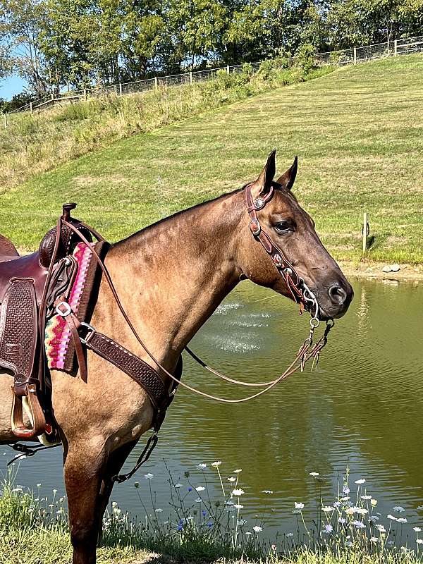 trail-horse-quarter