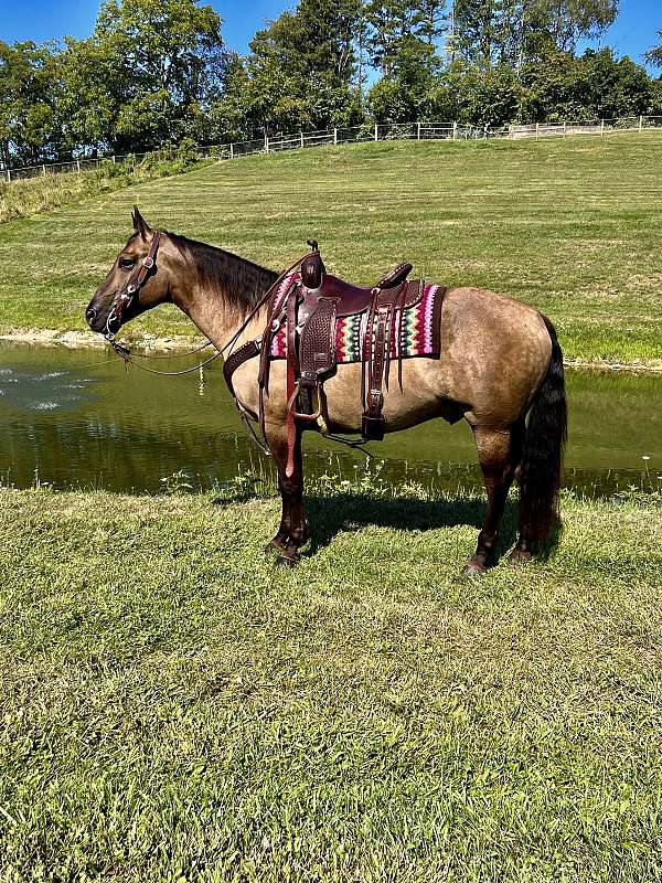 husband-safe-quarter-horse